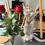 Luna a rejoint le concours — aidez-le/la à gagner de superbes lots ! cat, rose, roses, vase, bouquet, table, kitchen, chair, wooden_chair, petals, leaves, whiskers, paws, indoor, countertop, coaster, notebook, curious, green_leaf, eye_contact