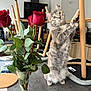 cat, rose, roses, vase, bouquet, table, kitchen, chair, wooden_chair, petals, leaves, whiskers, paws, indoor, countertop, coaster, notebook, curious, green_leaf, eye_contact
