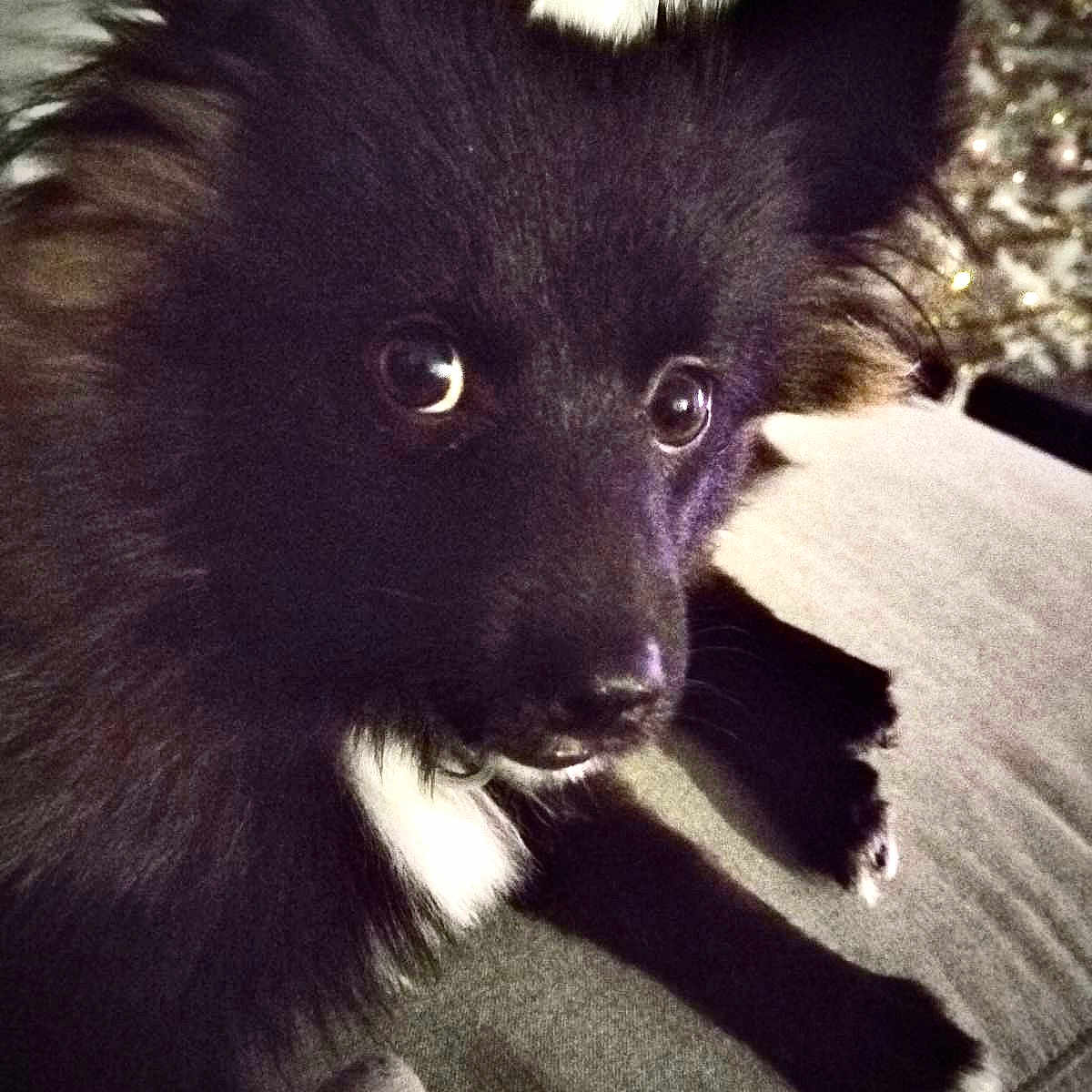 Willow