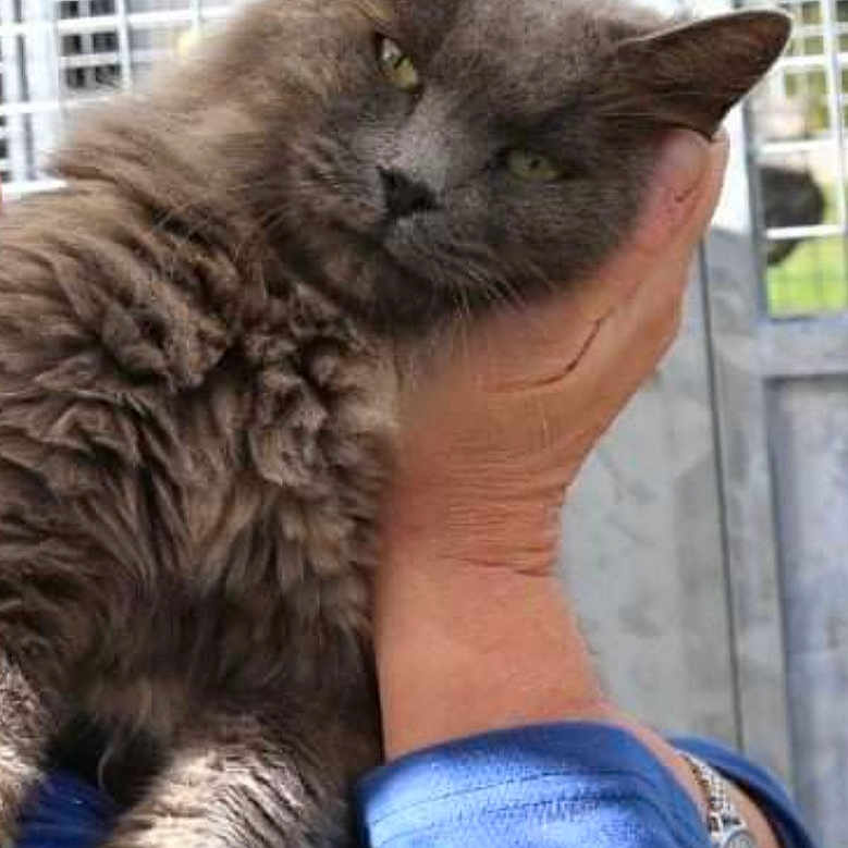 Hazel