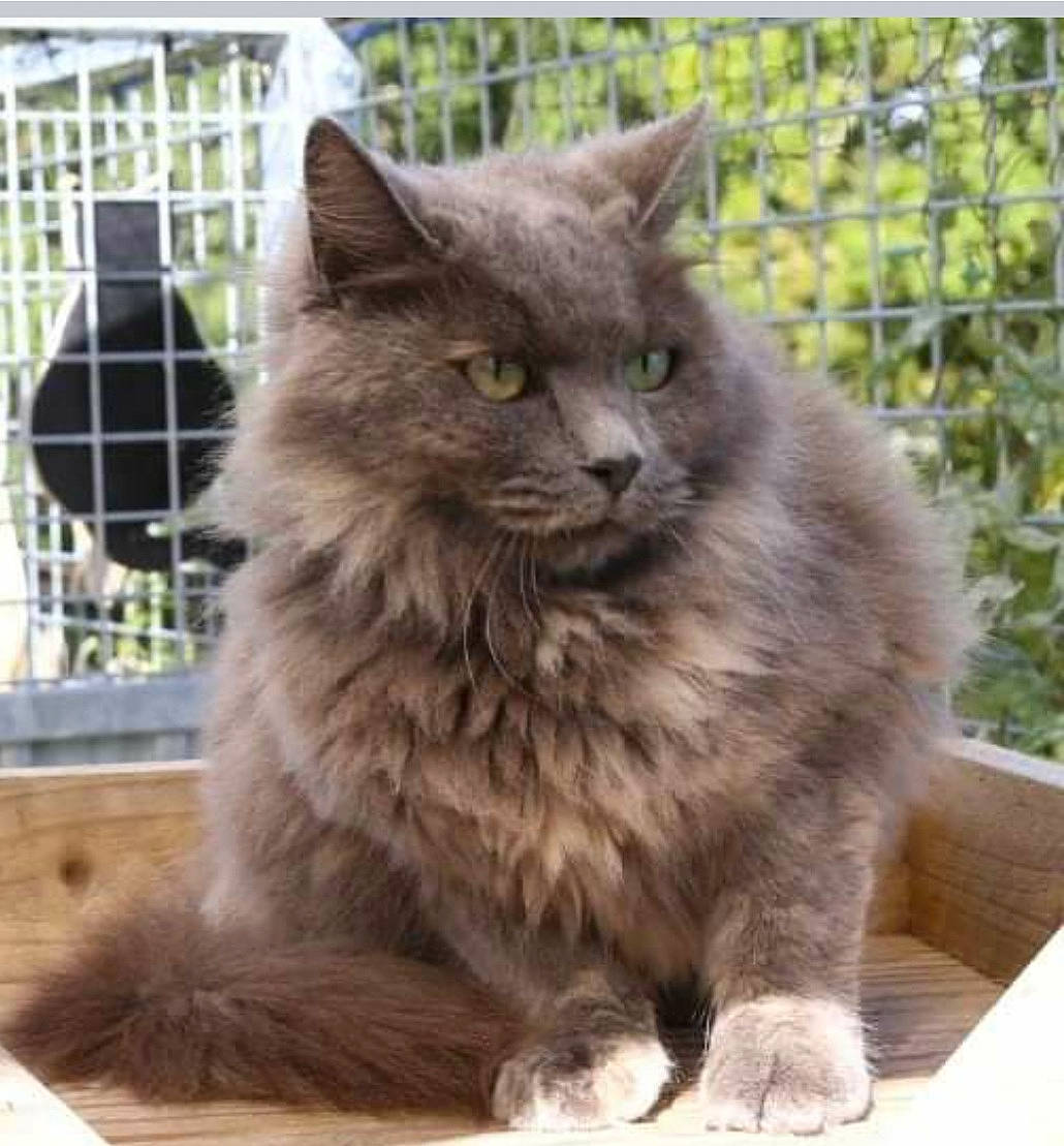 Hazel participe au concours pour gagner de l'argent avec cette photo : asian_semi_longhair, british_longhair, british_semi_longhair, carnivore, cat, cymric, domestic_long_haired_cat, domestic_short_haired_cat, felidae, korat, maine_coon, mammal, nebelung, norwegian_forest_cat, persian, polydactyl_cat, ragamuffin, small_to_medium_sized_cats, vertebrate, whiskers