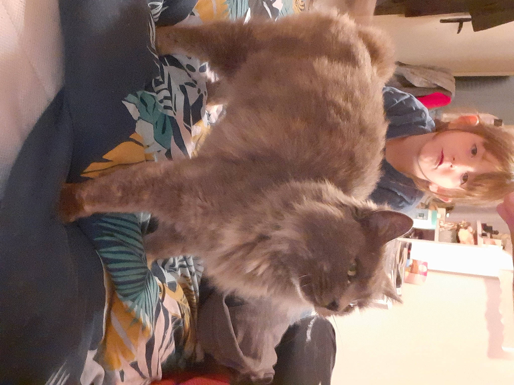 Hazel a rejoint le concours — aidez-le/la à gagner de superbes lots ! burmese, carnivore, cat, chartreux, ear, fawn, felidae, fur, kitten, korat, mammal, nebelung, russian_blue, small_to_medium_sized_cats, whiskers