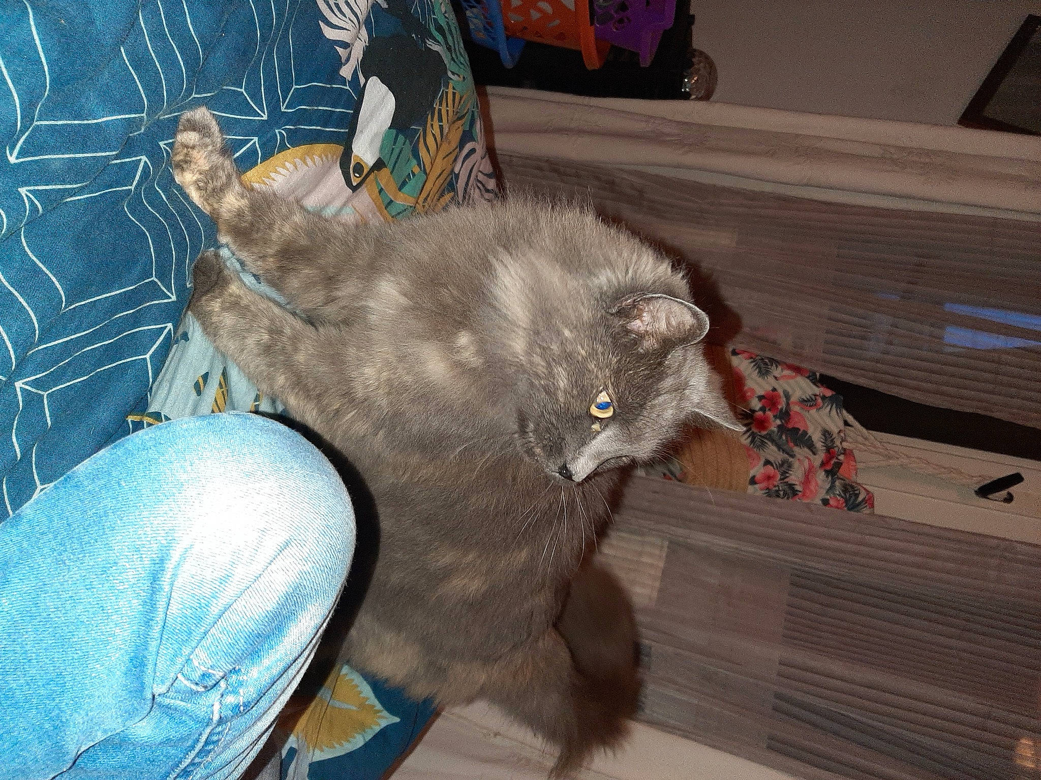 Hazel a rejoint le concours — aidez-le/la à gagner de superbes lots ! british_shorthair, carnivore, cat, chartreux, domestic_short_haired_cat, fawn, felidae, fur, korat, nebelung, russian_blue, small_to_medium_sized_cats, tail, whiskers