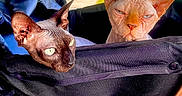 Skindrick Lamar is registered to the contest to win money with this photo: sphynx_cat, cat, pet, animal, stroller, outdoor, grass, tree, park, sunlight, daytime, closeup, furless, head, ears, face, expression, nature, leaves, recreation