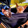 sphynx_cat, cat, pet, animal, stroller, outdoor, grass, tree, park, sunlight, daytime, closeup, furless, head, ears, face, expression, nature, leaves, recreation