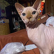 Skindrick Lamar is registered to the contest to win money with this photo: sphynx_cat, hairless_cat, cat, indoors, couch, plastic_bag, cardboard_box, furniture, decor, ears, eyes, pet, animal, wrinkles, home, room, orange, brown, curious, portrait
