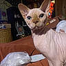 sphynx_cat, hairless_cat, cat, indoors, couch, plastic_bag, cardboard_box, furniture, decor, ears, eyes, pet, animal, wrinkles, home, room, orange, brown, curious, portrait