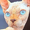 Skindrick Lamar is registered to the contest to win money with this photo: sphynx_cat, cat, hairless, blue_eyes, close_up, portrait, wrinkles, ears, peeking, fabric, animal, pet, feline, indoor, curious, looking, face, skin, texture, background
