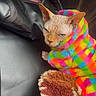 Skindrick Lamar is registered to the contest to win money with this photo: sphynx_cat, cat, hairless_cat, rainbow_jacket, colorful_clothing, furry_jacket, pet, indoor, black_surface, plush_blanket, brown_blanket, white_blanket, animal, cute, feline, expression, resting, cozy, closeup, portrait