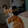 animal, blanket, cat, cozy, curious, cute, domestic_cat, ears, feline, furry, home, indoor, looking, orange_cat, pet, sitting, soft, tail, whiskers, white_cat