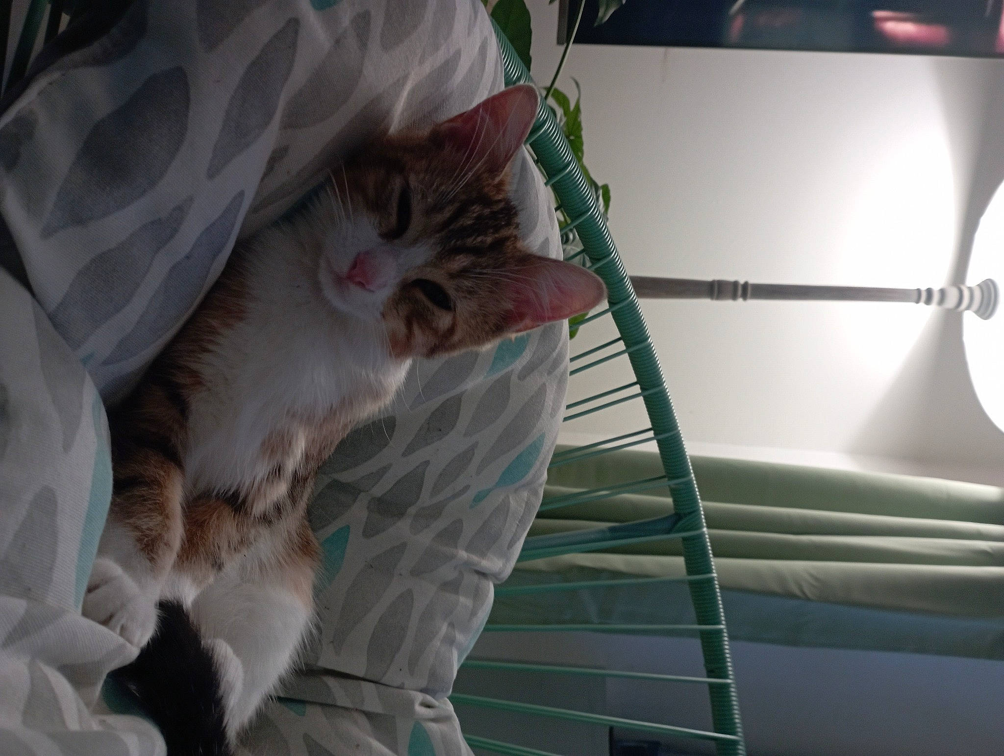 Lili a rejoint le concours — aidez-le/la à gagner de superbes lots ! automotive_lighting, beauty, carnivore, cat, comfort, domestic_short_haired_cat, felidae, fur, glass, human_leg, light, linens, room, small_to_medium_sized_cats, stairs, tail, vehicle_door, whiskers, window, windshield