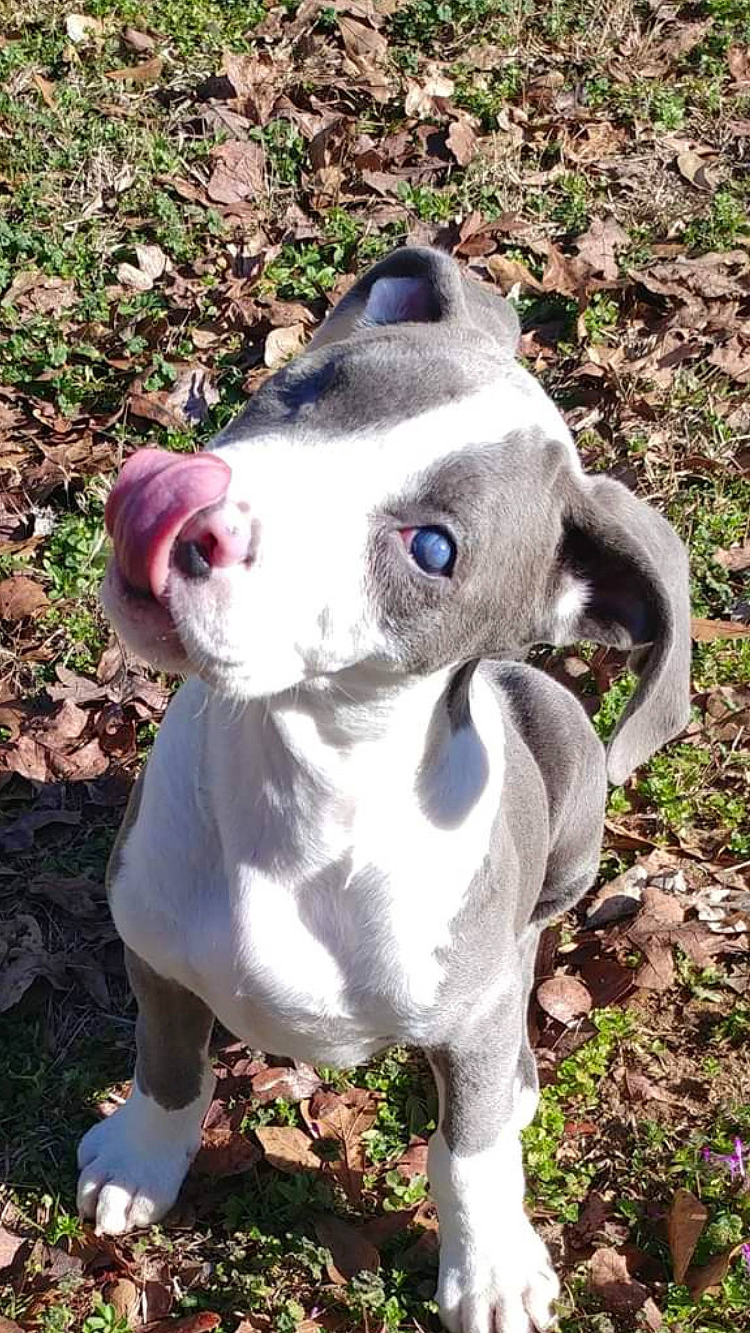 R.c. is registered to the contest to win money with this photo: canidae, carnivore, collar, companion_dog, dog, dog_breed, dog_collar, fawn, grass, mammal, non_sporting_group, pet_supply, plant, snout, sporting_group, terrestrial_animal, whiskers, working_animal