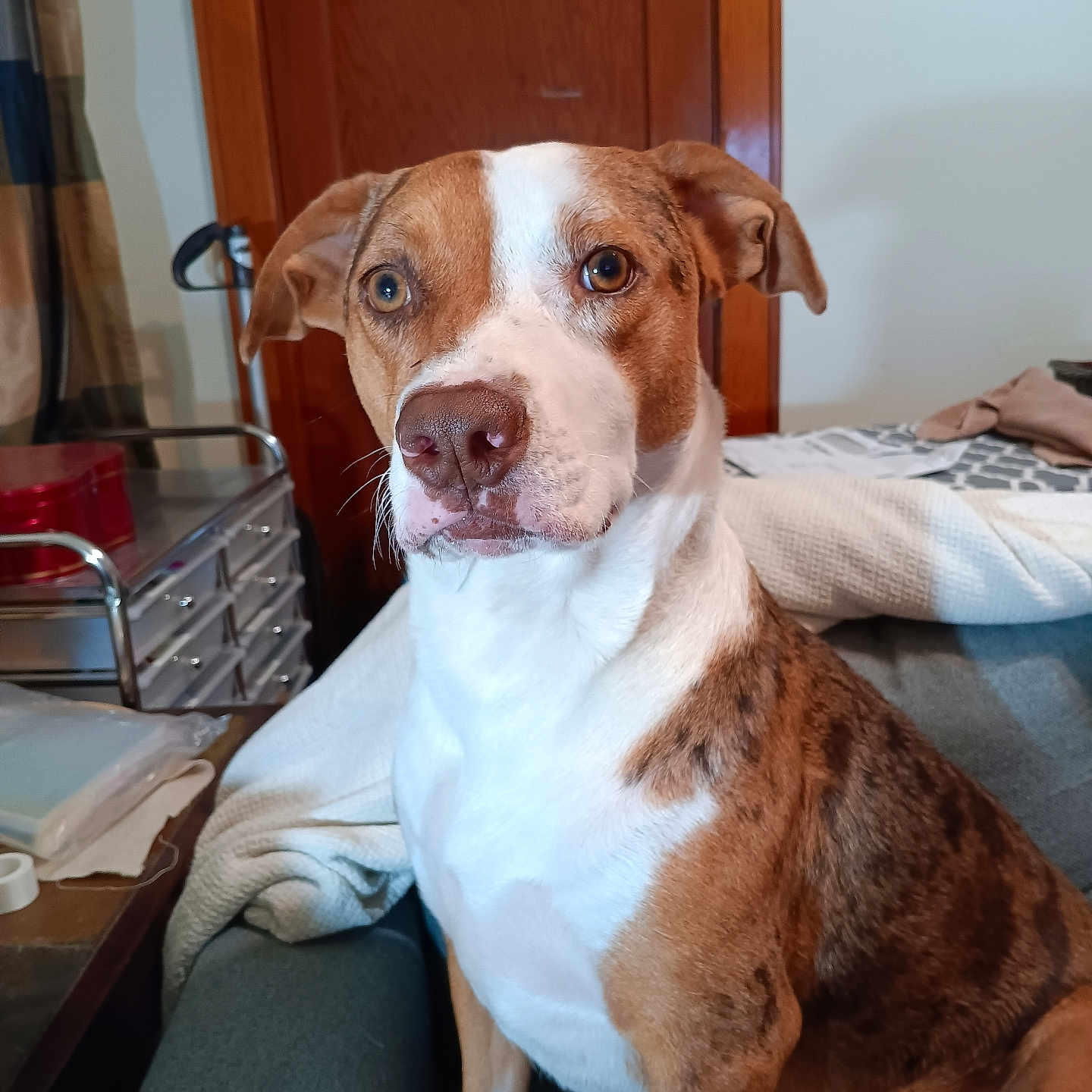 Lulu joined the competition — help win amazing prizes! alert, blanket, blanket_folded, brown_and_white, canine, companion, couch, dog, domestic, ears, eyes, fur, household_items, indoor, nose, pet, portrait, sitting, table, wooden_door