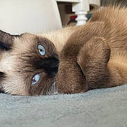 Ruby a rejoint le concours — aidez-le/la à gagner de superbes lots ! animal, blanket, blue_eyes, cat, close_up, cozy, cute, ears, feline, fur, indoor, nose, paw, pet, relaxed, resting, siamese, sleepy, soft, whiskers