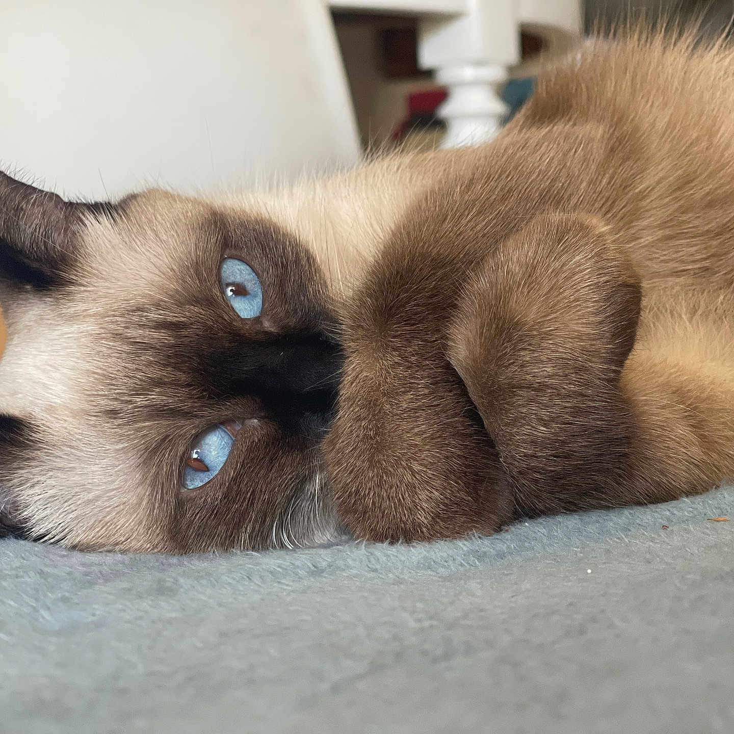 Ruby a rejoint le concours — aidez-le/la à gagner de superbes lots ! animal, blanket, blue_eyes, cat, close_up, cozy, cute, ears, feline, fur, indoor, nose, paw, pet, relaxed, resting, siamese, sleepy, soft, whiskers