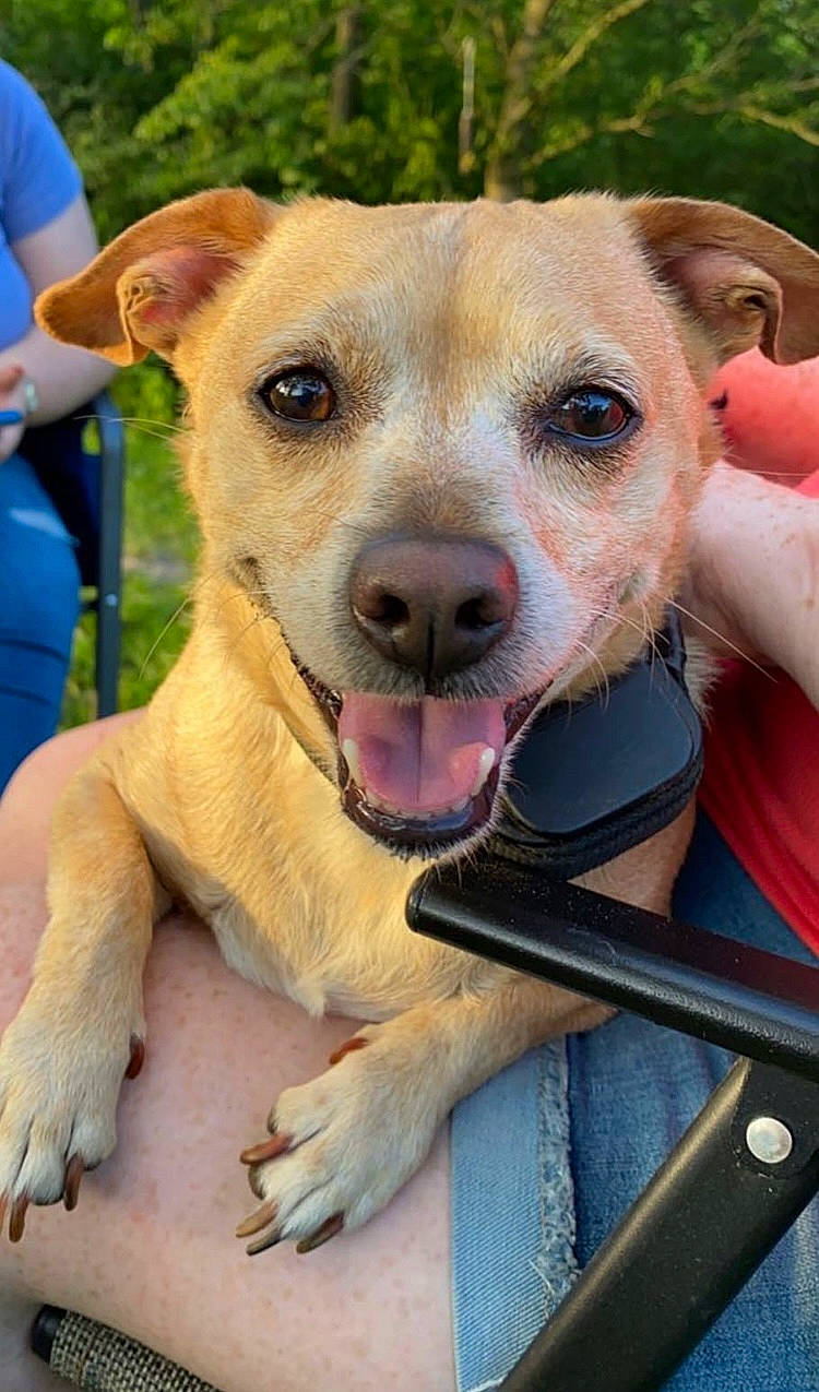 Koda joined the competition — help win amazing prizes! ancient_dog_breeds, canidae, carnivore, collar, companion_dog, dog, dog_breed, dog_collar, fawn, fur, grass, snout, sporting_group, street_dog, t_shirt, terrestrial_animal, whiskers, working_animal, working_dog