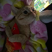 Georgie is registered to the contest to win money with this photo: cat, orange_tabby, toy_fish, blanket, snuggling, cozy, indoor, phone_screen, glowing, curious_eyes, pet, soft_lighting, close_up, feline, comfort, playing, cute, relaxation, warm, animal