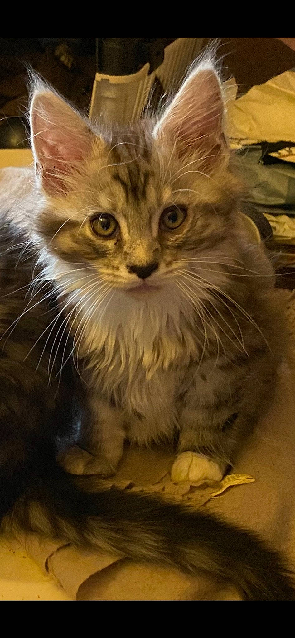 Squeezy participe au concours pour gagner de l'argent avec cette photo : carnivore, cat, claw, domestic_short_haired_cat, fawn, felidae, fur, grass, paw, photo_caption, small_to_medium_sized_cats, snout, tail, terrestrial_animal, whiskers, wildlife