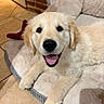 golden_retriever, puppy, dog, pet, smiling, bed, indoor, tile_floor, cozy, fur, animal, cute, resting, happy, canine, playful, young, domestic, friendly, home