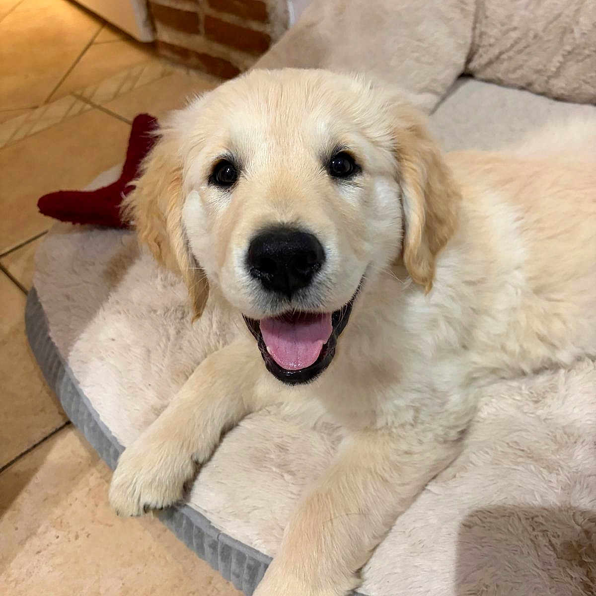 Biscotte a rejoint le concours — aidez-le/la à gagner de superbes lots ! golden_retriever, puppy, dog, pet, smiling, bed, indoor, tile_floor, cozy, fur, animal, cute, resting, happy, canine, playful, young, domestic, friendly, home