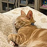 Percy is registered to the contest to win money with this photo: cat, orange_tabby, sleeping, blanket, cozy, indoor, pet, fur, whiskers, relaxed, home, furniture, cabinet, soft_texture, paws, collar, resting, domestic_animal, cute, comfort