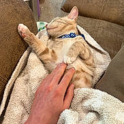 Percy joined the competition — help win amazing prizes! cat, kitten, orange_tabby, collar, petting, hand, tattoo, blanket, couch, furniture, carpet, relaxing, sleeping, indoor, cozy, soft, fur, paw, domestic_animal, resting