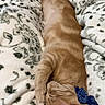 Percy joined the competition — help win amazing prizes! cat, orange_tabby, bow_tie, blanket, patterned_blanket, sleeping_cat, pet, cute, cozy, relaxed, feline, animal, domestic_cat, resting, soft_texture, indoor, fur, whiskers, ears, paws