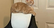Percy is registered to the contest to win money with this photo: cat, ginger_cat, pet, feline, indoor, chair, gaming_chair, black_and_white, relaxed, lounging, home, door, wall, furniture, animal, cute, domestic, resting, portrait, side_view
