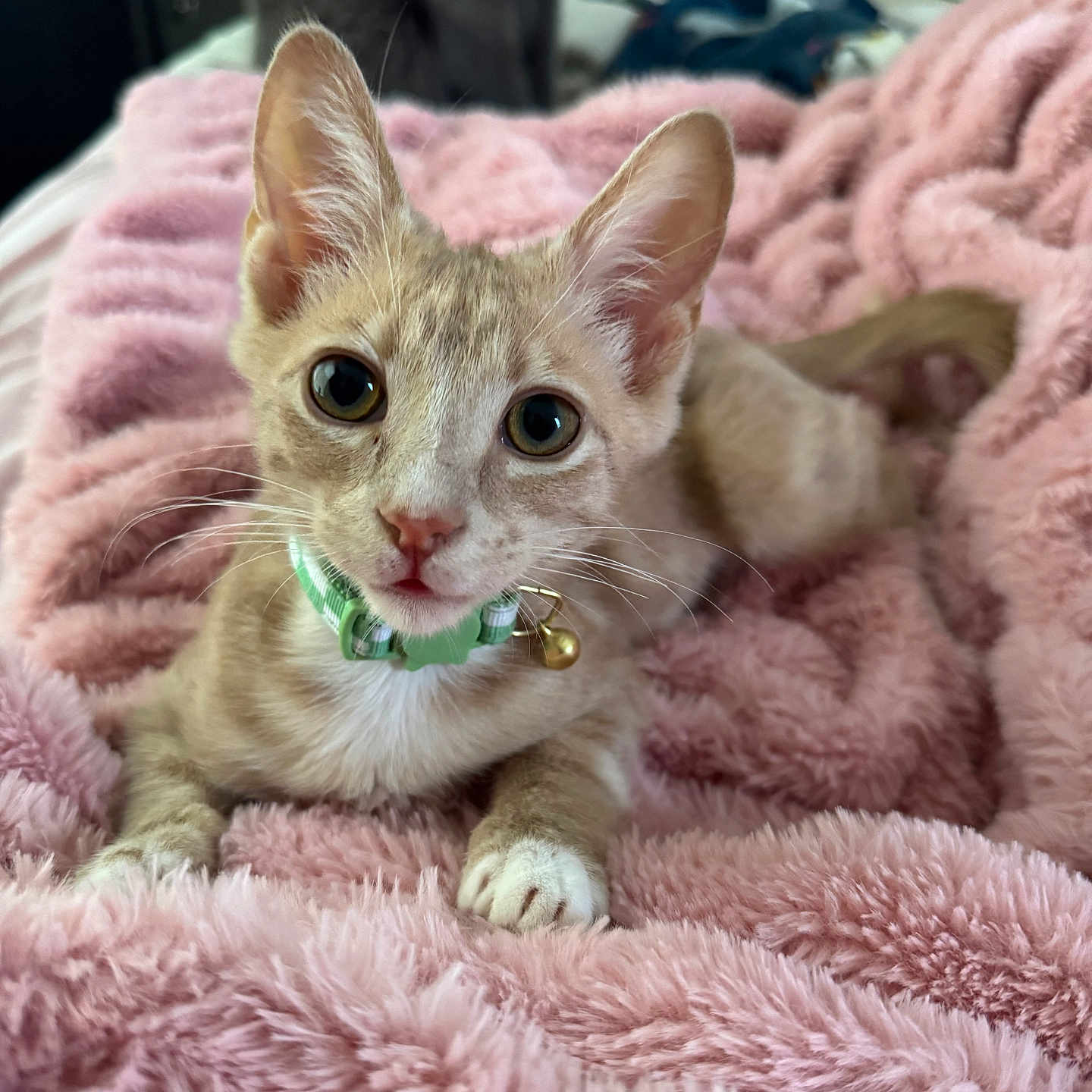 Percy is registered to the contest to win money with this photo: kitten, cat, pet, indoor, blanket, pink, fluffy, collar, fur, whiskers, animal, cute, closeup, young, domestic, resting, curious, eyes, feline, background