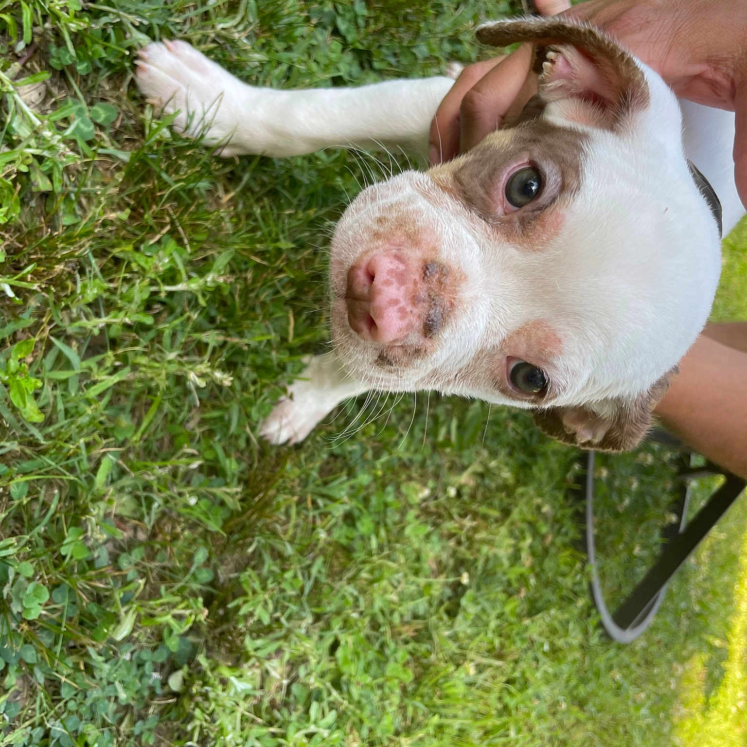 Dopey is registered to the contest to win money with this photo: bovine, canidae, companion_dog, dairy_cow, dog_breed, fawn, flesh, fun, gesture, grass, grassland, groundcover, jaw, livestock, pasture, snout, sporting_group, terrestrial_animal, vegetable, working_animal