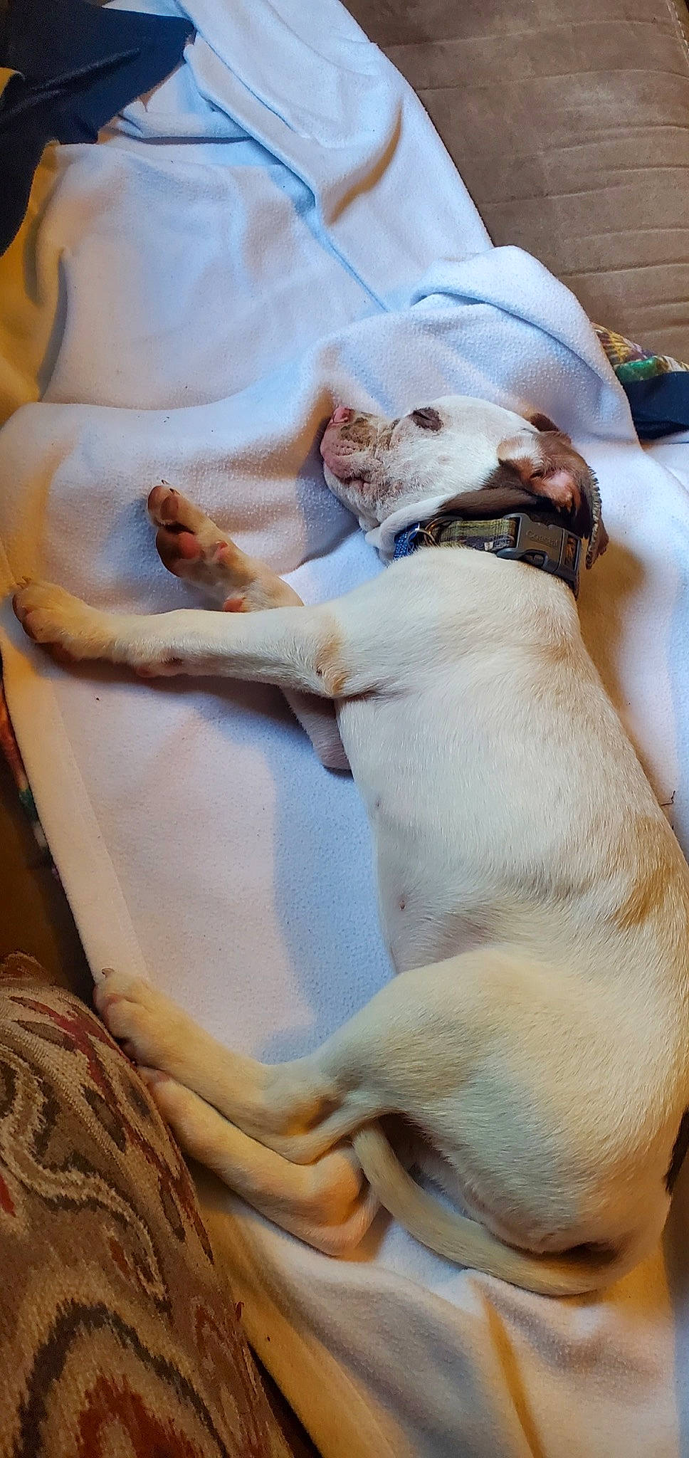 Dopey joined the competition — help win amazing prizes! carnivore, collar, comfort, companion_dog, dog, dog_breed, dog_collar, fawn, fur, glasses, linens, mammal, nap, paw, puppy_love, snout, tail, toy_dog, whiskers, working_animal