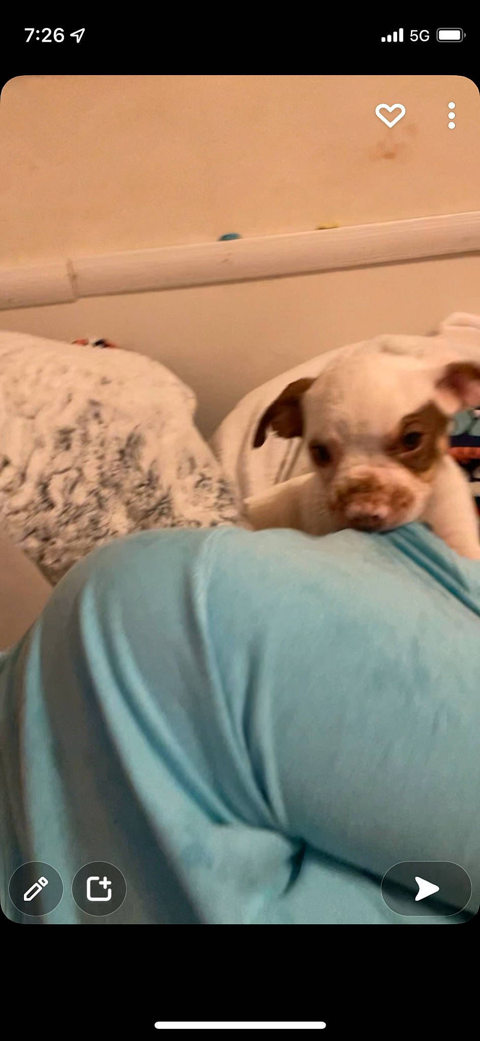 Dopey is registered to the contest to win money with this photo: canidae, carnivore, comfort, companion_dog, dog, dog_breed, fawn, linens, nap, non_sporting_group, puppy, room, sitting, sleep, snout, sporting_group, terrestrial_animal, toy_dog, working_animal