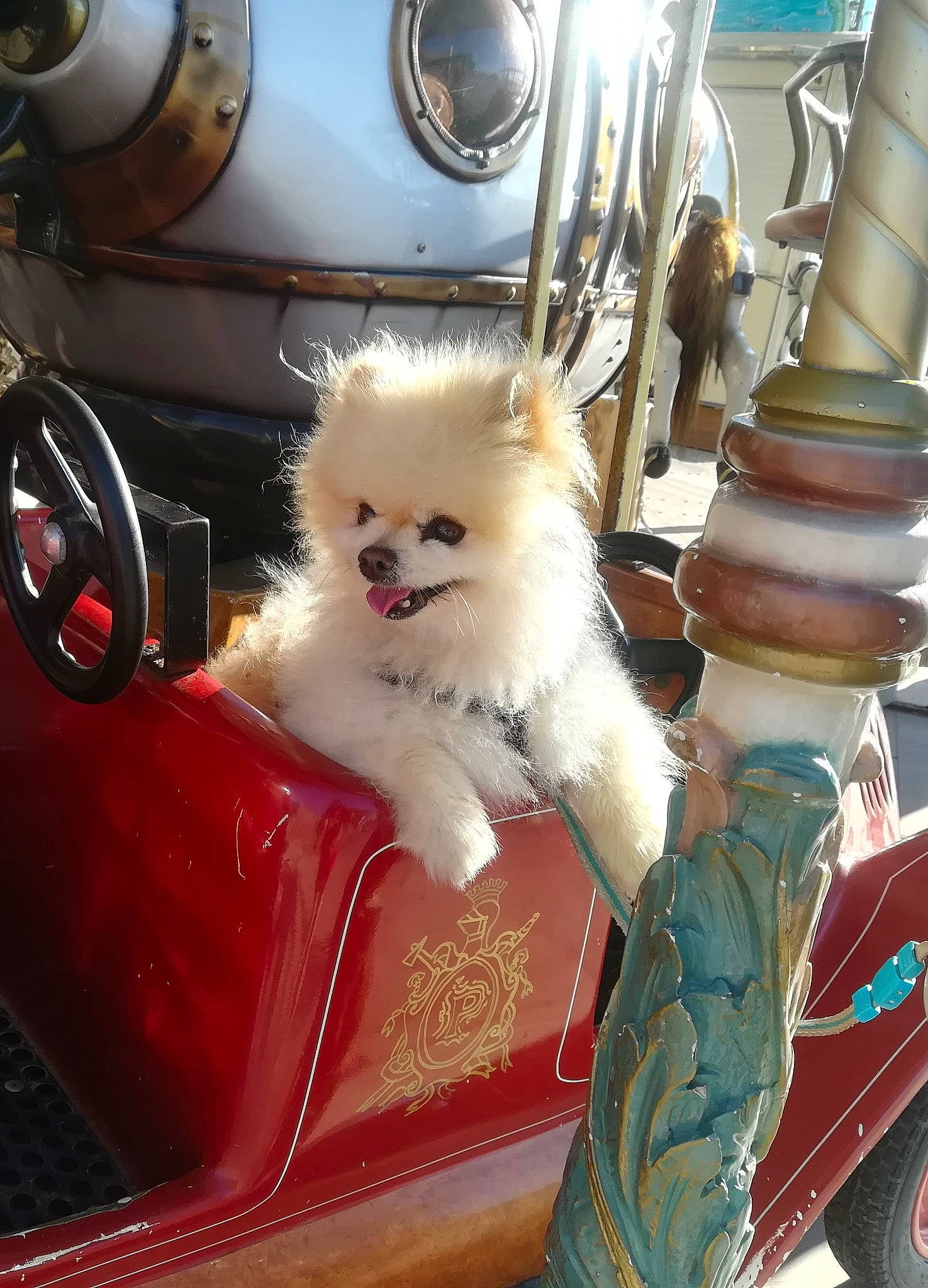 Apollon a rejoint le concours — aidez-le/la à gagner de superbes lots ! automotive_design, automotive_exterior, automotive_lighting, canidae, carnivore, classic, companion_dog, dog, dog_breed, fawn, fur, german_spitz, metal, motor_vehicle, non_sporting_group, sitting, sporting_group, toy_dog, white, working_animal