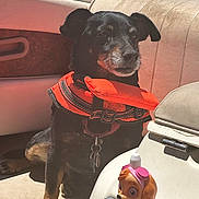 Buck is registered to the contest to win money with this photo: adventure, animal, black_dog, boat, bottle_cap, calm, canine, collar, daytime, dog, life_jacket, outdoor, pet, resting, seat, summer, sunlight, tan_markings, toy, water