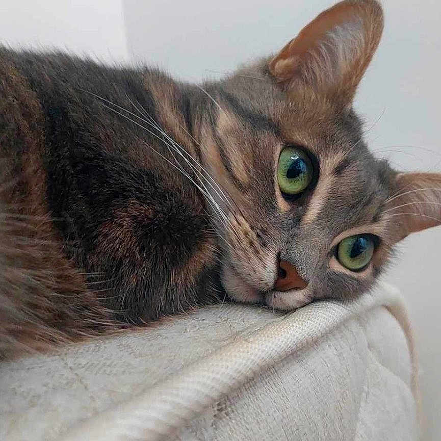 Ruby a rejoint le concours — aidez-le/la à gagner de superbes lots ! abyssinian, angora, animal, cat, egyptiancat, kitten, manx, pet