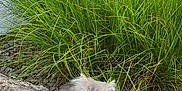 Abby participe au concours pour gagner de l'argent avec cette photo : animal, background, cat, curious, cute, eyes, flower, fur, garden, grass, greenery, kitten, leaf, nature, outdoor, pet, plant, red_flower, rock, small