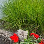 animal, background, cat, curious, cute, eyes, flower, fur, garden, grass, greenery, kitten, leaf, nature, outdoor, pet, plant, red_flower, rock, small