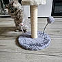 Abby a rejoint le concours — aidez-le/la à gagner de superbes lots ! animal, cat, curious, cute, domestic, floor, fluffy, furniture, gray, home, indoor, kitten, pet, pet_toy, playful, scratching_post, scratching_post_base, toy_mouse, wooden_floor, young_cat