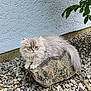 Abby participe au concours pour gagner de l'argent avec cette photo : animal, cat, cute, feline, fluffy_cat, garden, gravel, gray_cat, leaves, nature, outdoor, pet, plant, red_flowers, relaxed, resting, rock, small_plant, textured_wall, wall