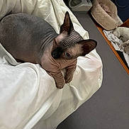 Cyrus is registered to the contest to win money with this photo: sphynx_cat, hairless_cat, pet, bed, white_bedding, wrinkled_skin, ears, animal, indoor, cozy, cat_bed, dog, floor, electrical_outlet, blanket, resting, furniture, domestic, cute, relaxed