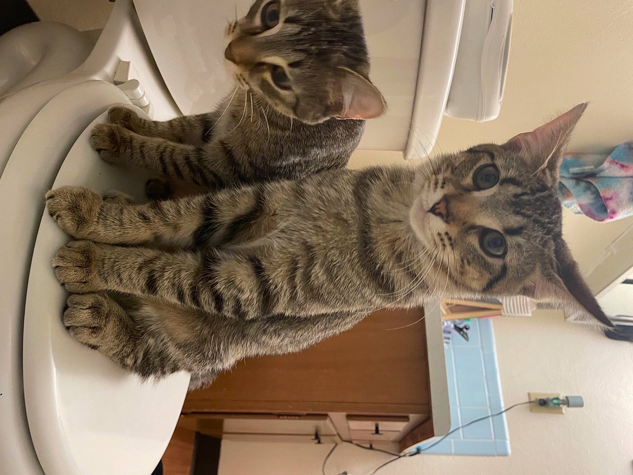 Kimchi joined the competition — help win amazing prizes! carnivore, cat, claw, domestic_short_haired_cat, felidae, fur, grey, paw, room, shelf, small_to_medium_sized_cats, snout, tail, whiskers