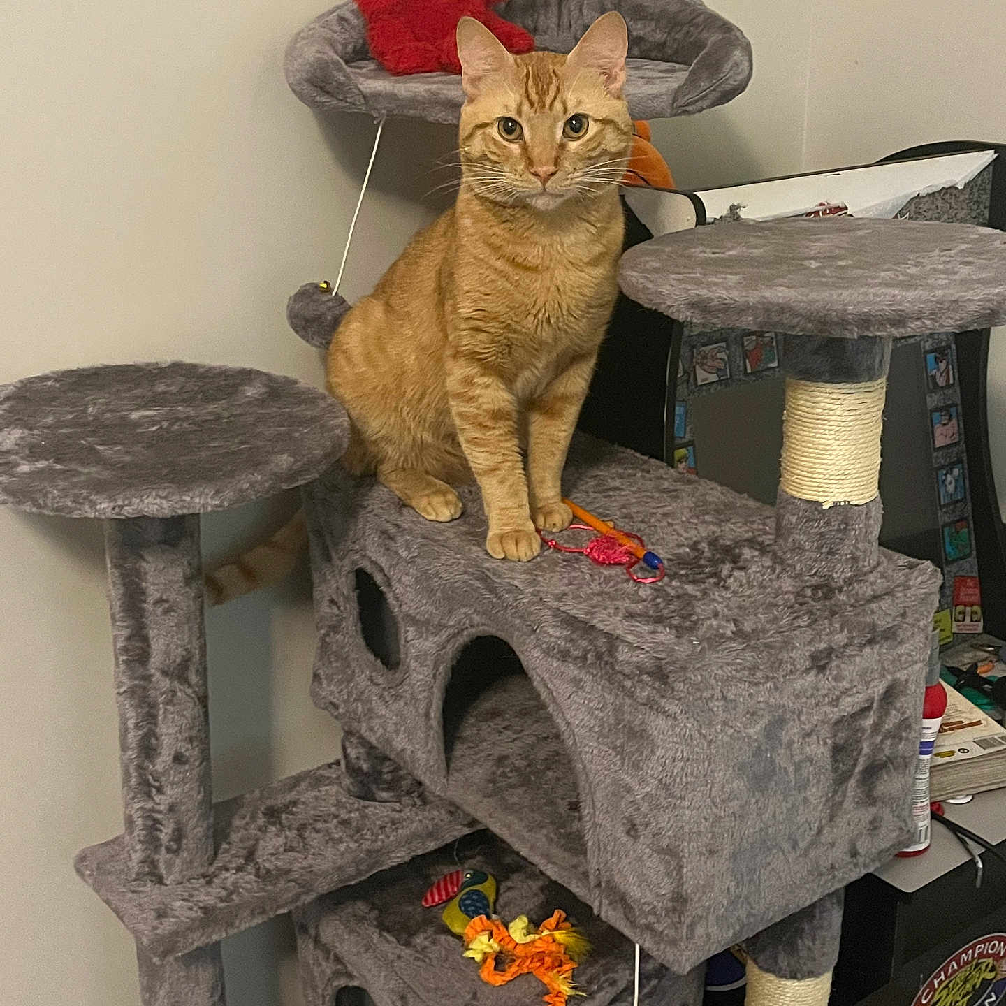 Simba