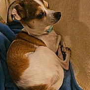Cuddles is registered to the contest to win money with this photo: dog, small_dog, brown_and_white, collar, blanket, quilt, indoor, pet, cute, resting, curled_up, fur, canine, animal, cozy, looking_away, snug, soft_texture, companion, domestic