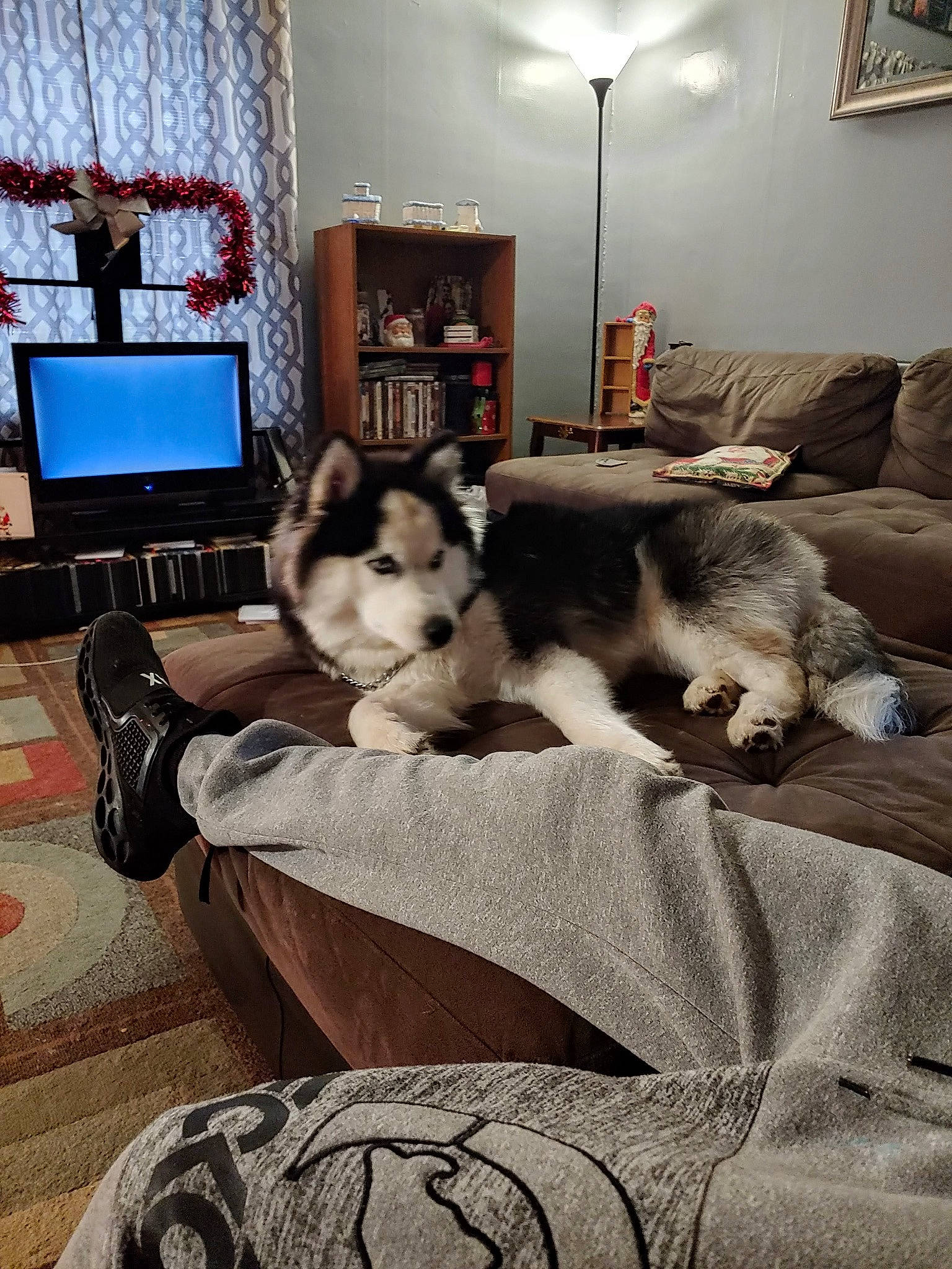 Kilo is registered to the contest to win money with this photo: carnivore, comfort, companion_dog, couch, dog, dog_breed, felidae, floor, flooring, fur, grey, interior_design, living_room, mammal, picture_frame, small_to_medium_sized_cats, sporting_group, television, vertebrate, window