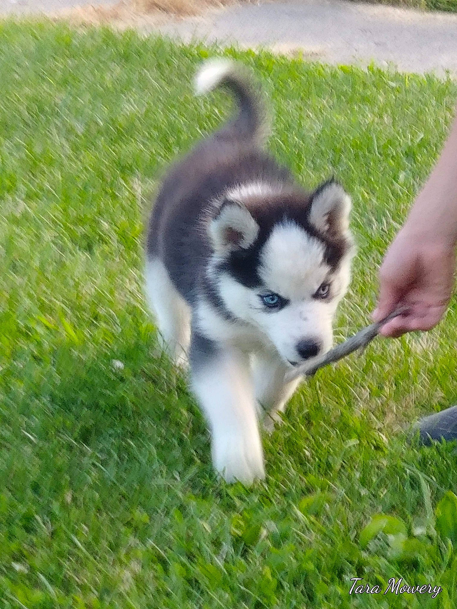 Kilo joined the competition — help win amazing prizes! ancient_dog_breeds, canidae, carnivore, companion_dog, dog, dog_breed, grass, miniature_siberian_husky, non_sporting_group, plant, sandal, siberian_husky, sled_dog, snout, sporting_group, tail, terrestrial_animal, working_animal, working_dog