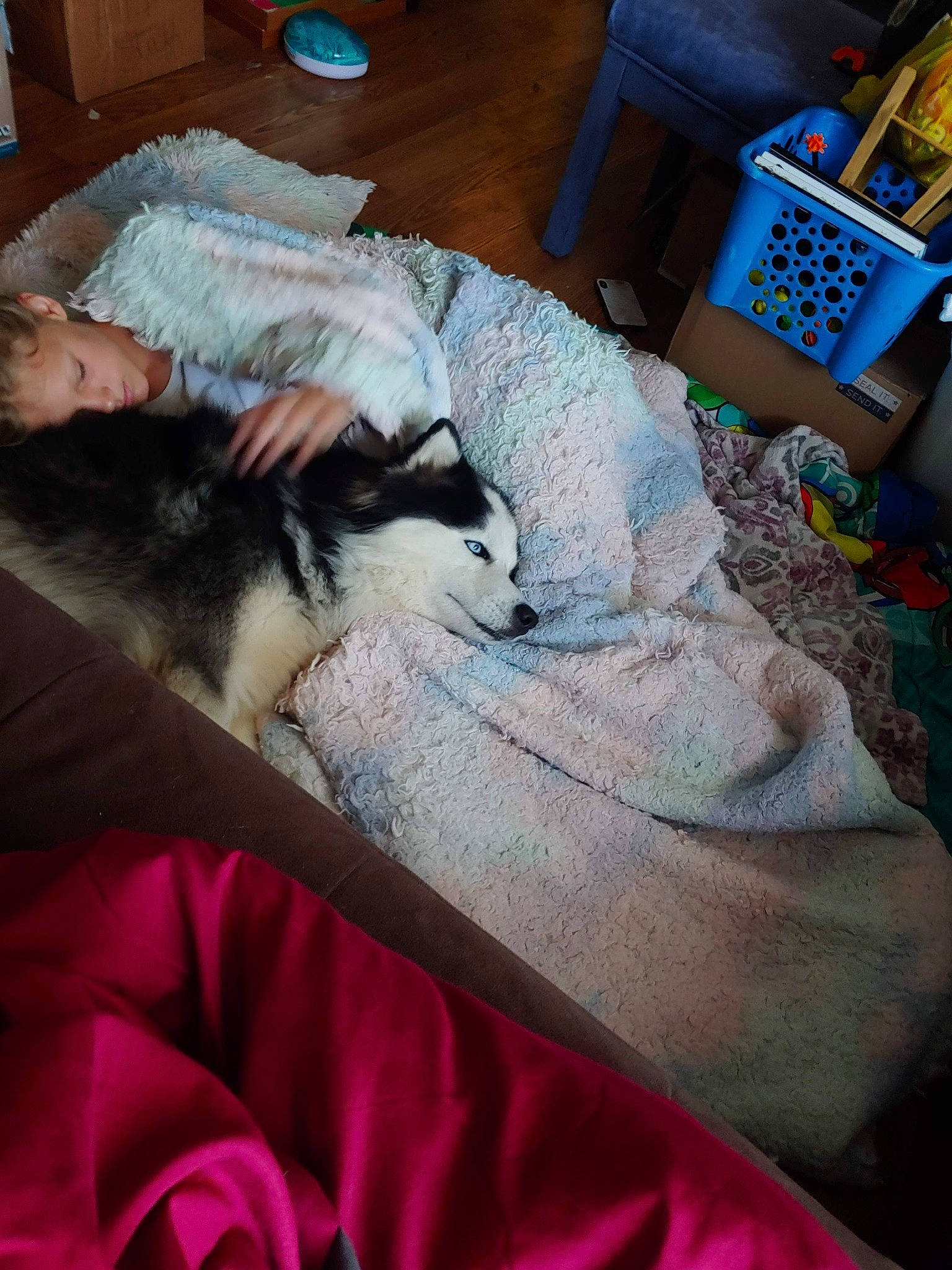 Kilo is registered to the contest to win money with this photo: bedding, blue, canidae, carnivore, cat, comfort, companion_dog, domestic_short_haired_cat, felidae, flooring, fur, grey, lap, linens, room, small_to_medium_sized_cats, sporting_group, textile, whiskers, wood