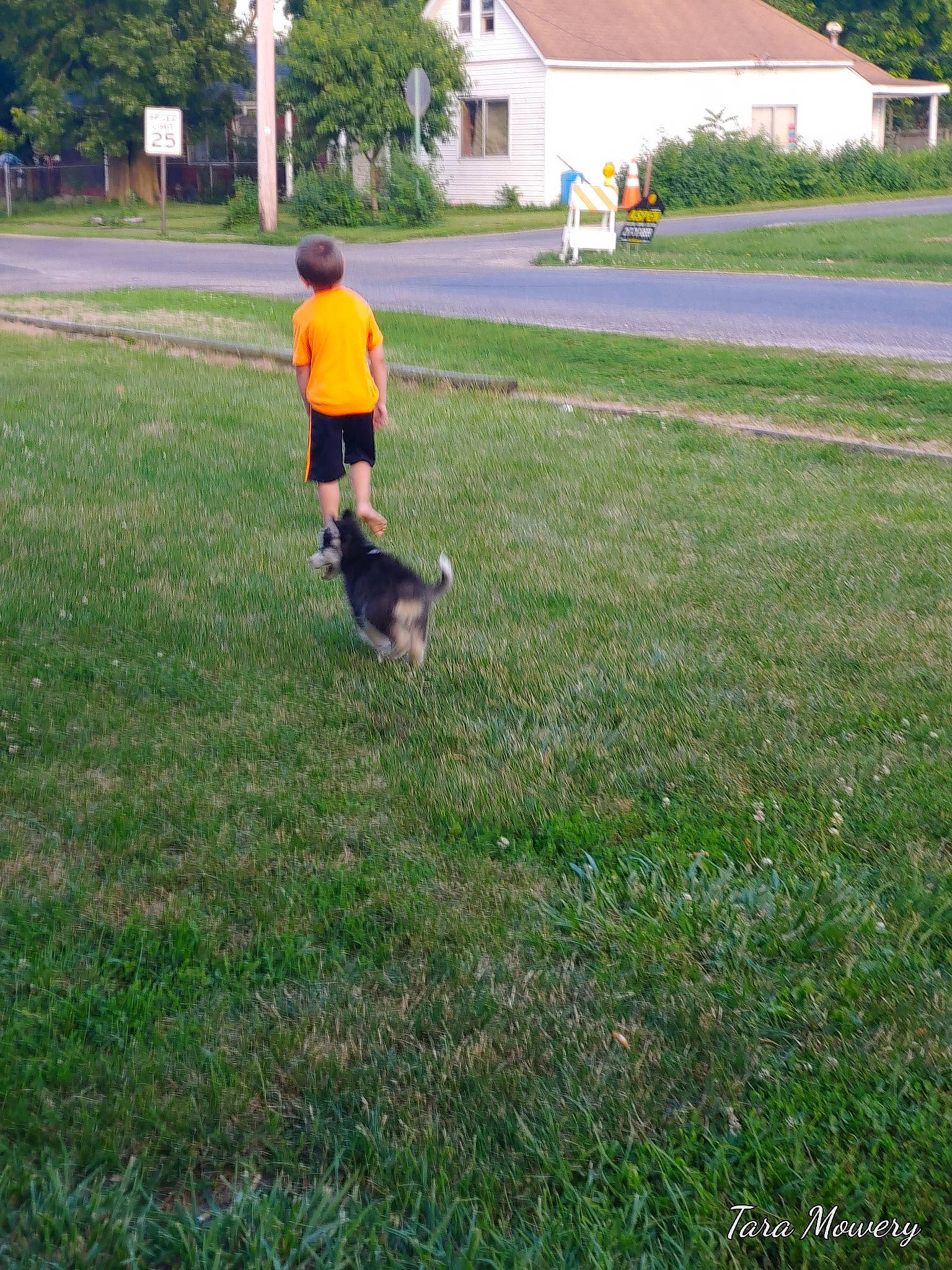 Kilo is registered to the contest to win money with this photo: asphalt, carnivore, dog, dog_breed, flooring, grass, grassland, groundcover, landscape, lawn, leisure, pasture, people_in_nature, plant, player, recreation, shrub, sports, tree, window