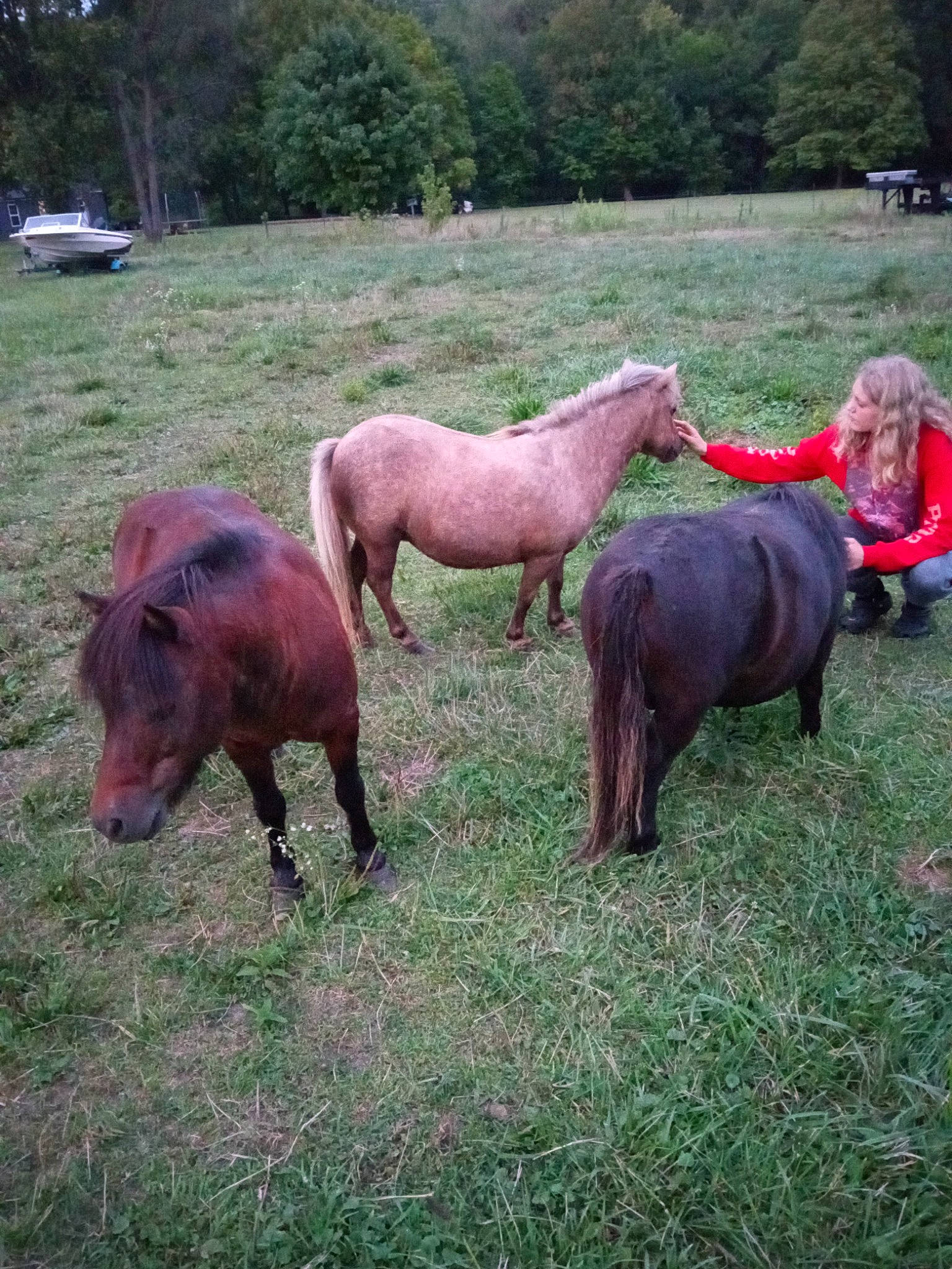 Aryianna joined the competition — help win amazing prizes! cow_goat_family, event, farm, field, grass, grassland, grazing, herd, landscape, livestock, meadow, natural_landscape, natural_material, pack_animal, pasture, person, plant, stallion, terrestrial_animal, tree