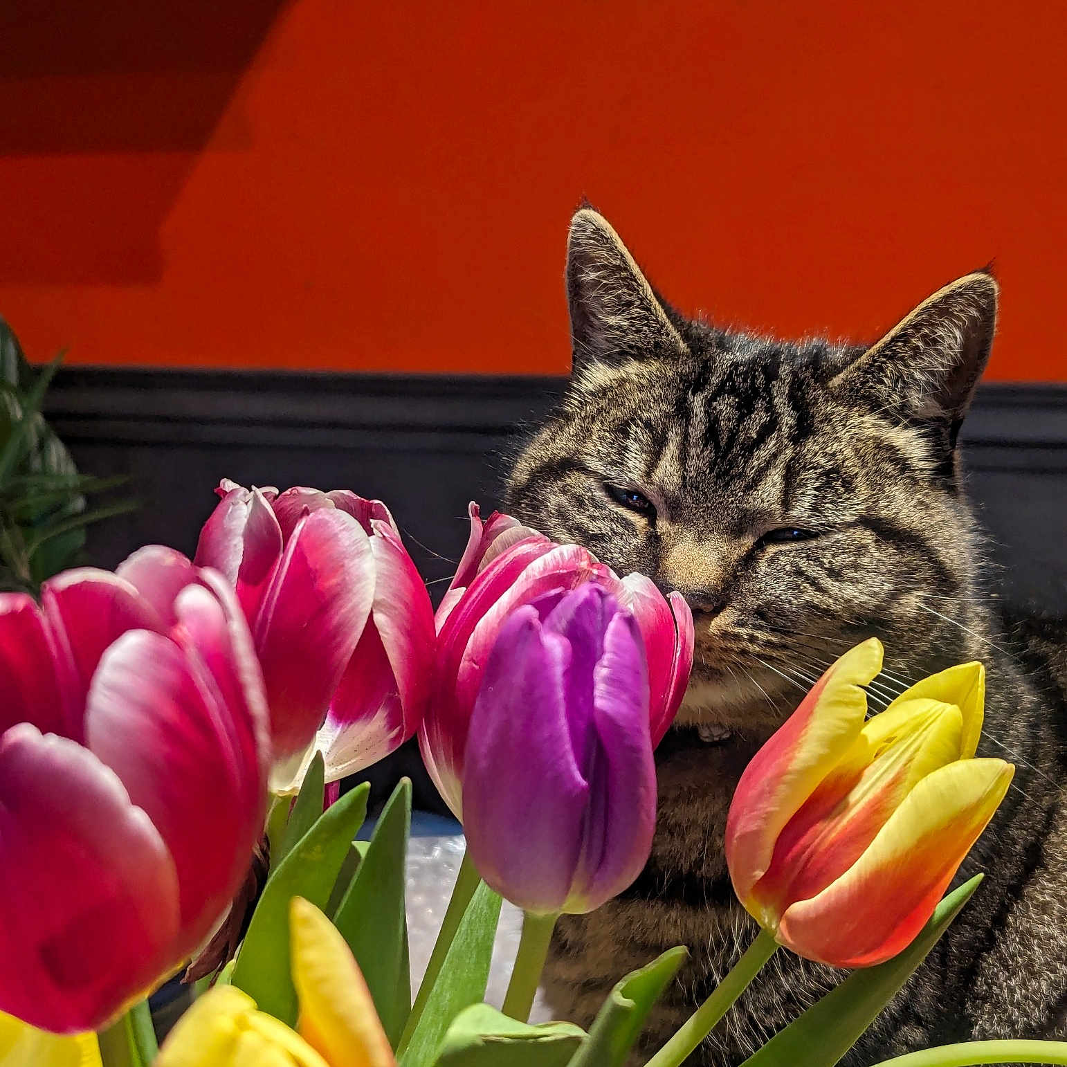 Delilah joined the competition — help win amazing prizes! beauty, botany, carnivore, cat, close_up, cut_flowers, domestic_short_haired_cat, felidae, flower, flowering_plant, grass, houseplant, magenta, petal, pink, plant, small_to_medium_sized_cats, spring, terrestrial_plant, whiskers