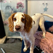 Marley is registered to the contest to win money with this photo: dog, puppy, indoor, blanket, floppy_ears, curious, brown_and_white, spot, face, fur, animal, pet, home, couch, soft, closeup, looking, background, cozy, young